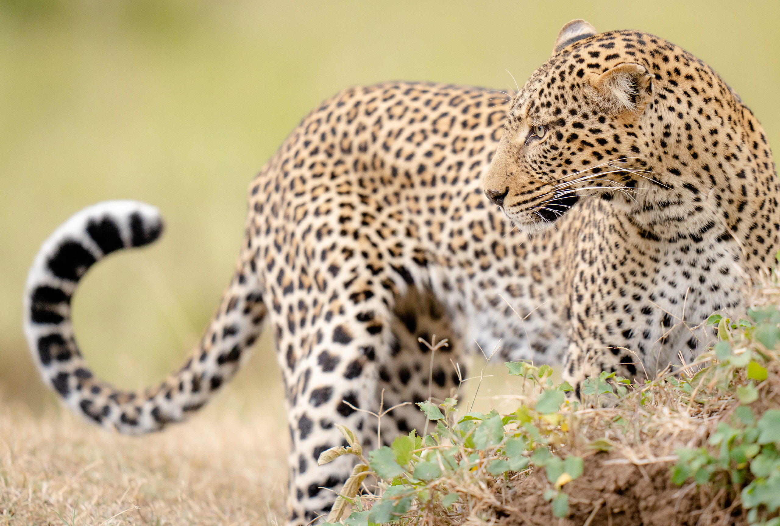 20190906-_A736122-Female leopard, Masai Mara, Kenya-Sony ILCE-7M3, FE 400mm F2.8 GM OSS lens @ 400 mm, 1-500 sec at f – 2.8, ISO 1000, 0 EV ev-KaleelZibe.com