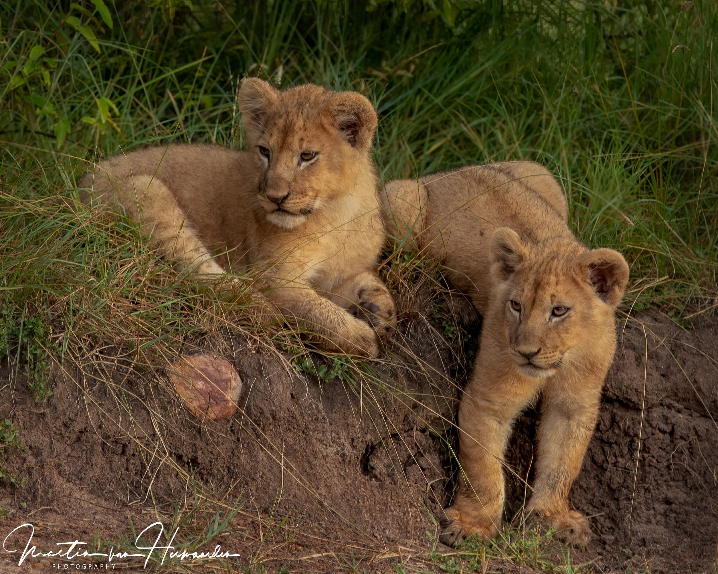 Martin van Herwaarden – 20200304-2020-03-06 Maasai Mara (512)-bewerkt–Canon Canon EOS 6D Mark II, EF70-200mm f-2.8L IS II USM +1.4x lens @ 255 mm, 1-250 sec at f – 5.0, ISO 500, 1-3 EV ev