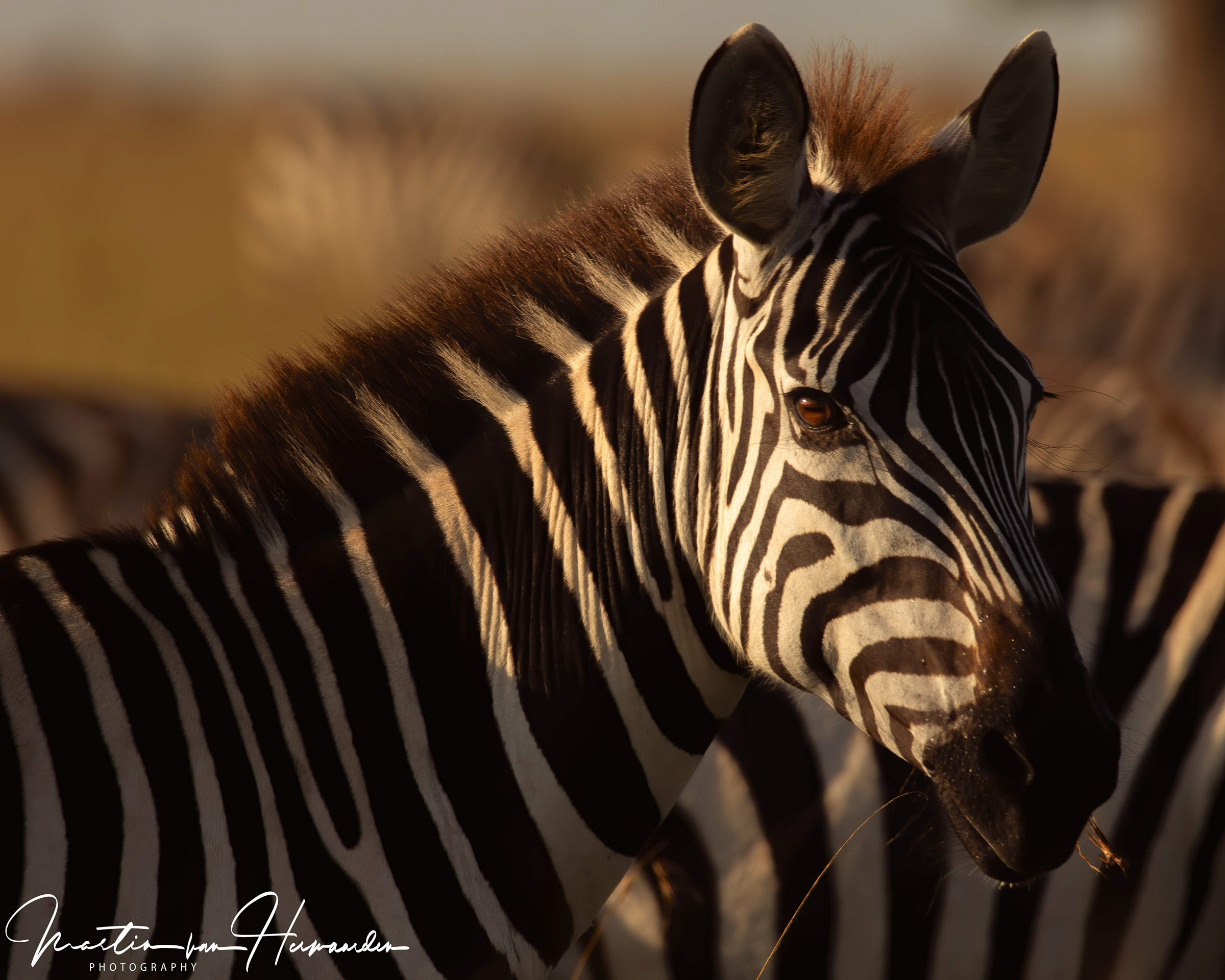 Martin van Herwaarden – 20200306-2020-03-07 Maasai Mara (1401)-bewerkt–Canon Canon EOS 7D Mark II, 60-600mm F4.5-6.3 DG OS HSM | Sports 018 lens @ 600 mm, 1-160 sec at f – 8.0, ISO 160, -715827903-2147483647 EV ev