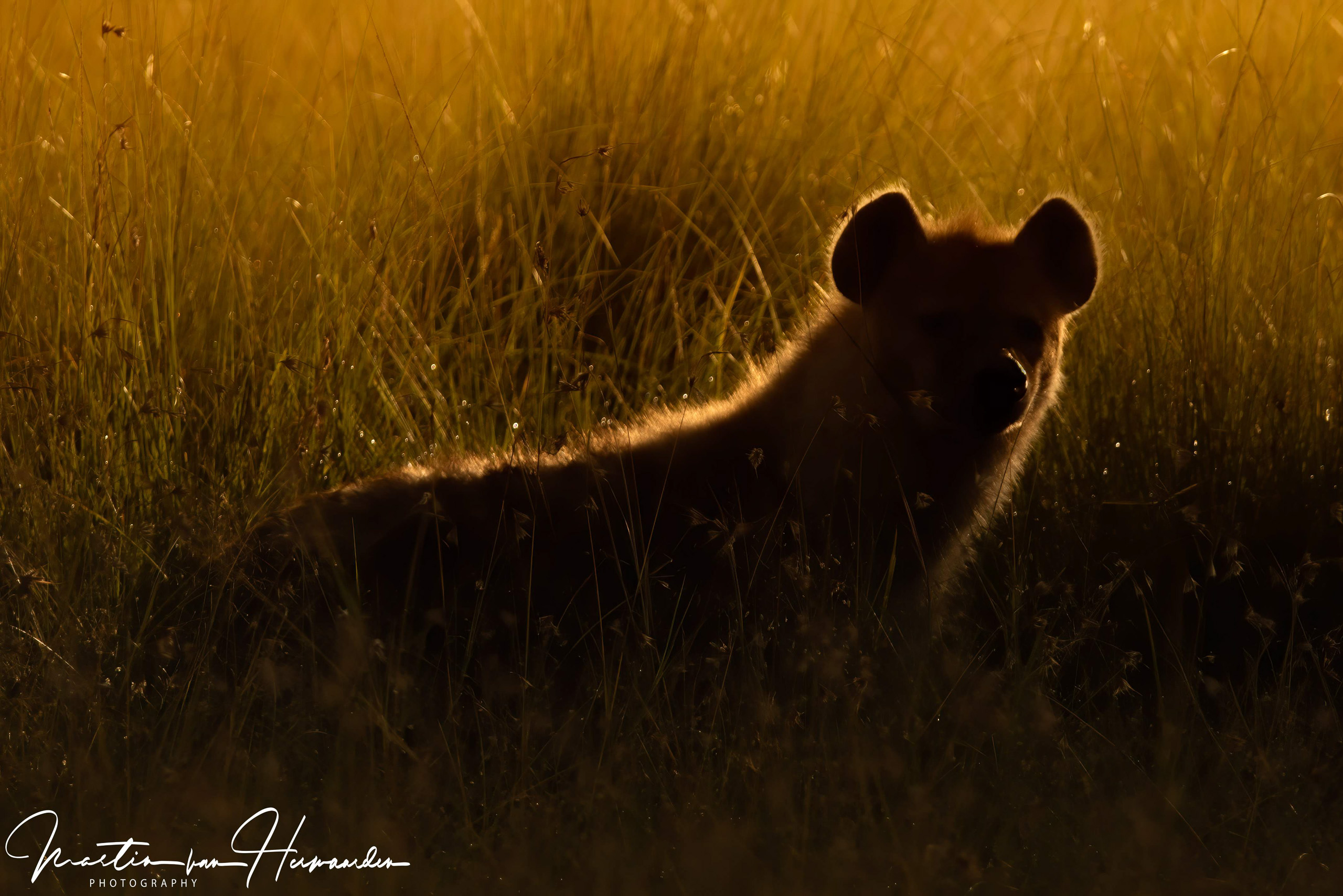 Martin van Herwaarden – 20200307-2020-03-07 Maasai Mara (1643)-bewerkt–Canon Canon EOS 7D Mark II, 60-600mm F4.5-6.3 DG OS HSM | Sports 018 lens @ 413 mm, 1-1000 sec at f – 6.3, ISO 250, -1 536870960-1610612687 EV ev