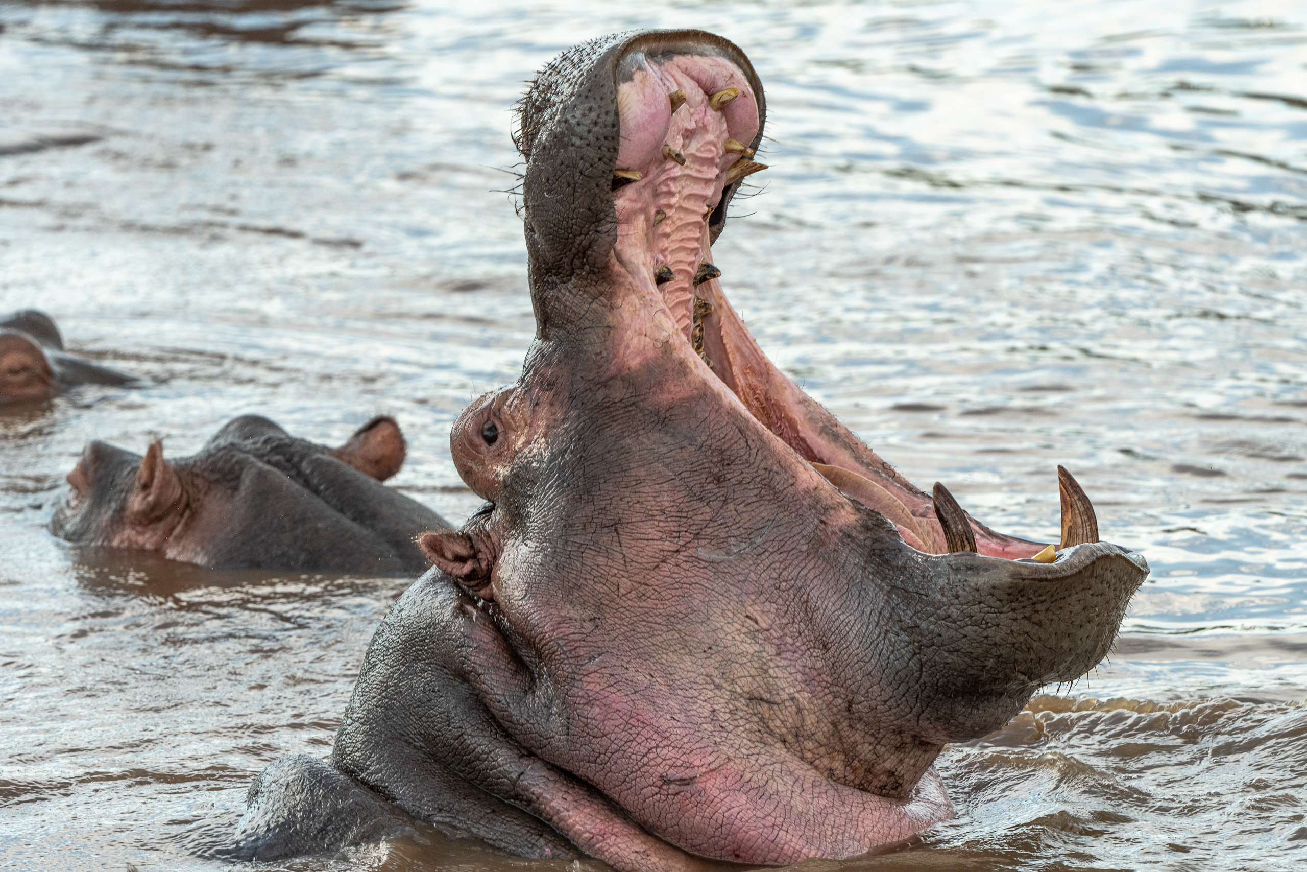 Sharon Artley – 20200305-Hippo gape–Nikon NIKON D500, 500.0 mm f-5.6 lens @ 500 mm, 1-640 sec at f – 5.6, ISO 220, 0 EV ev