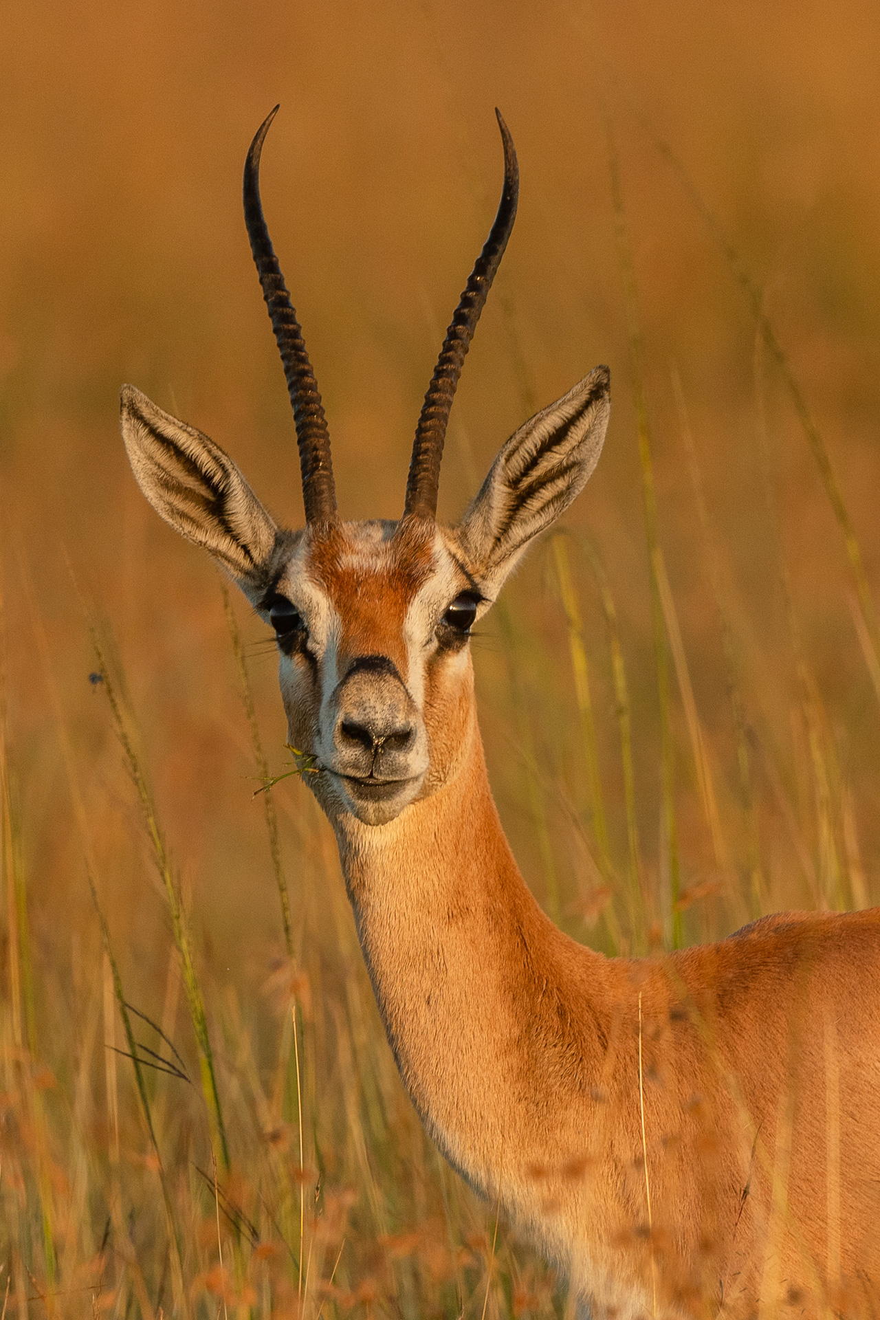 Sharon Artley – 20200306-Grant_s gazelle in early morning light–Nikon NIKON D500, 500.0 mm f-5.6 lens @ 500 mm, 1-640 sec at f – 5.6, ISO 400, 0 EV ev