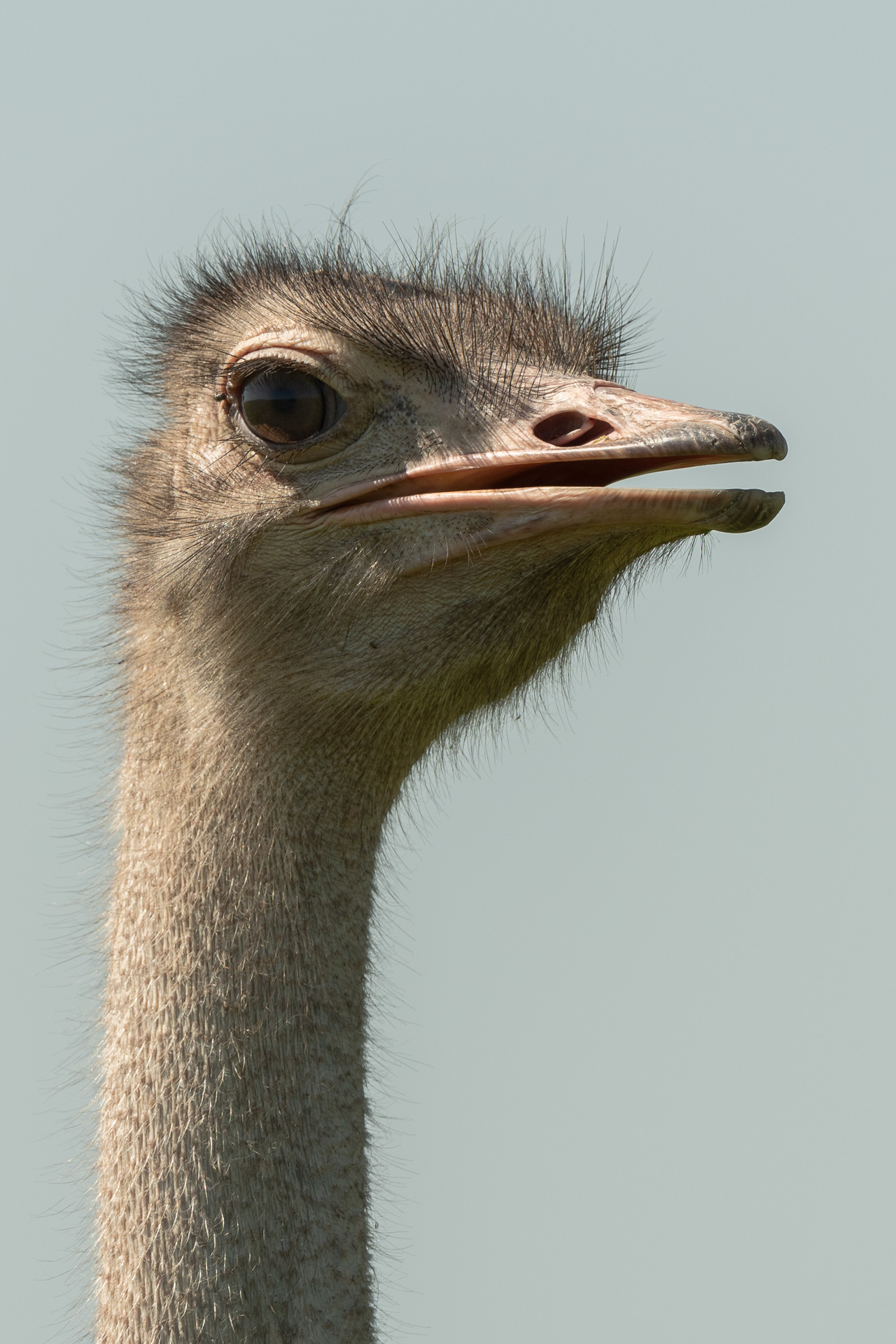 Sharon Artley – 20200306-Ostrich 2–Nikon NIKON D500, 500.0 mm f-5.6 lens @ 500 mm, 1-640 sec at f – 5.6, ISO 100, 2-3 EV ev