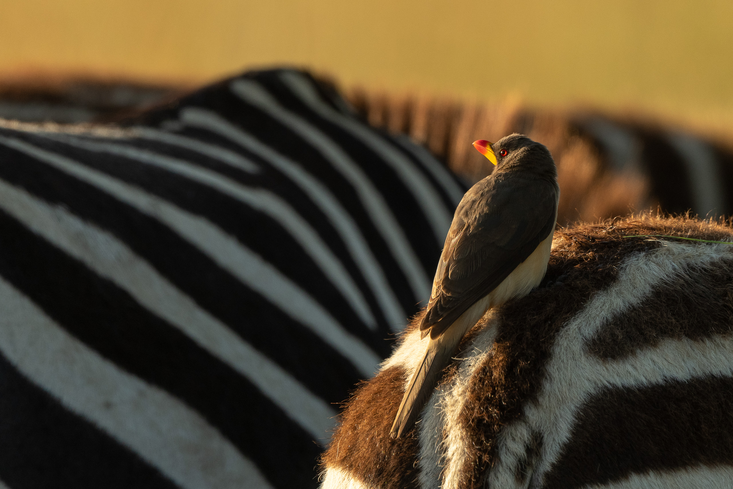 Sharon Artley – 20200306-Yellow billed oxpecker–Nikon NIKON D500, 500.0 mm f-5.6 lens @ 500 mm, 1-1250 sec at f – 5.6, ISO 400, 0 EV ev