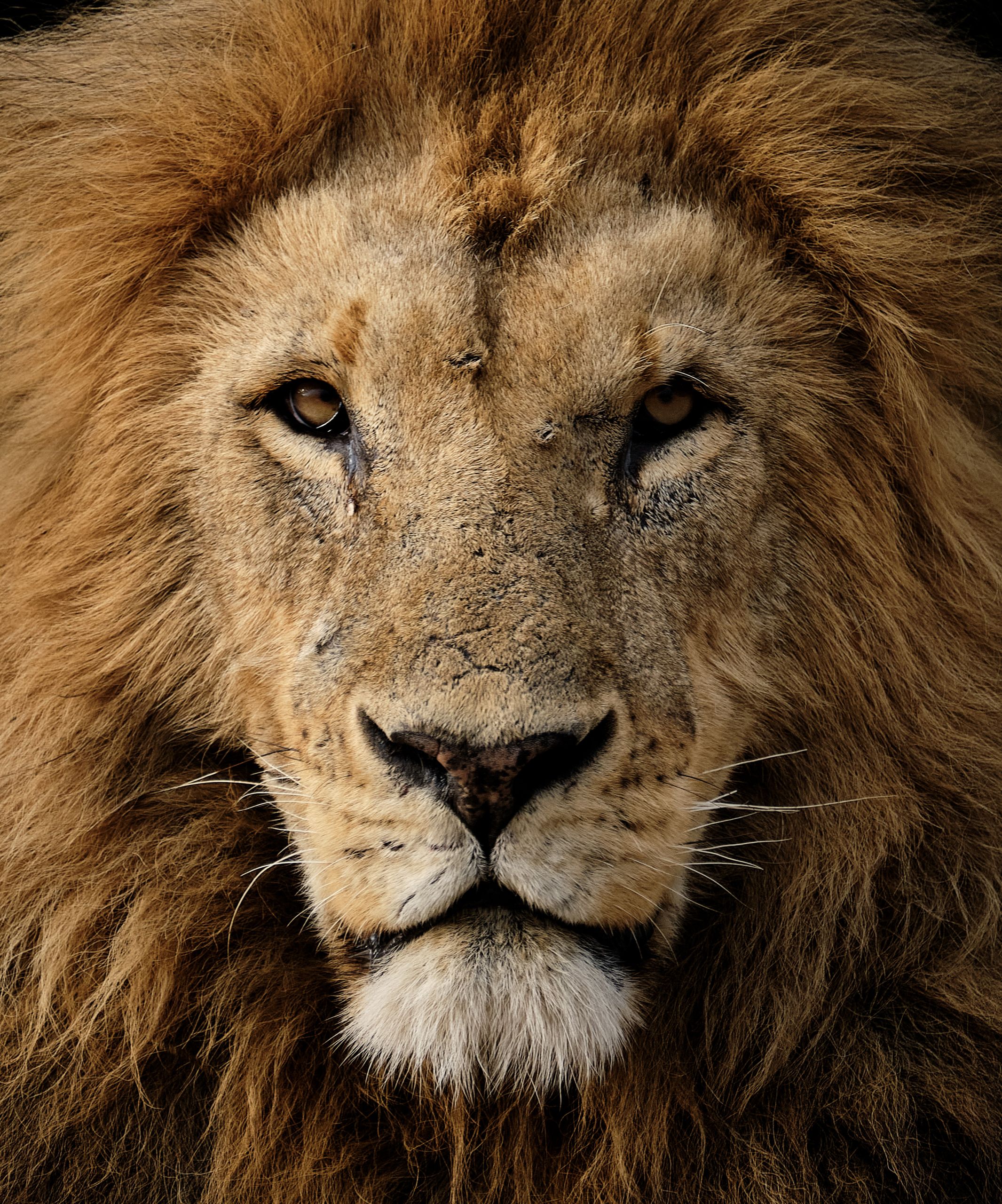 Maasai Mara lion Maasai Mara lion