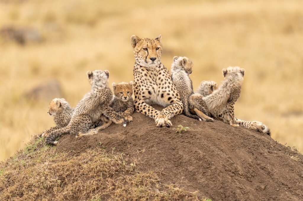 20190831-_A734058-Cheetah-cubs-with-mother-on-termite-mound-Masai-Mara-Kenya-Sony-ILCE-7M3-FE-400mm-F2.8-GM-OSS-lens-@-400-mm-1-1000-sec-at-f-2.8-ISO-200-3-10-EV-ev-KaleelZibe.com_ copy cheetahs in Lemek Conservancy