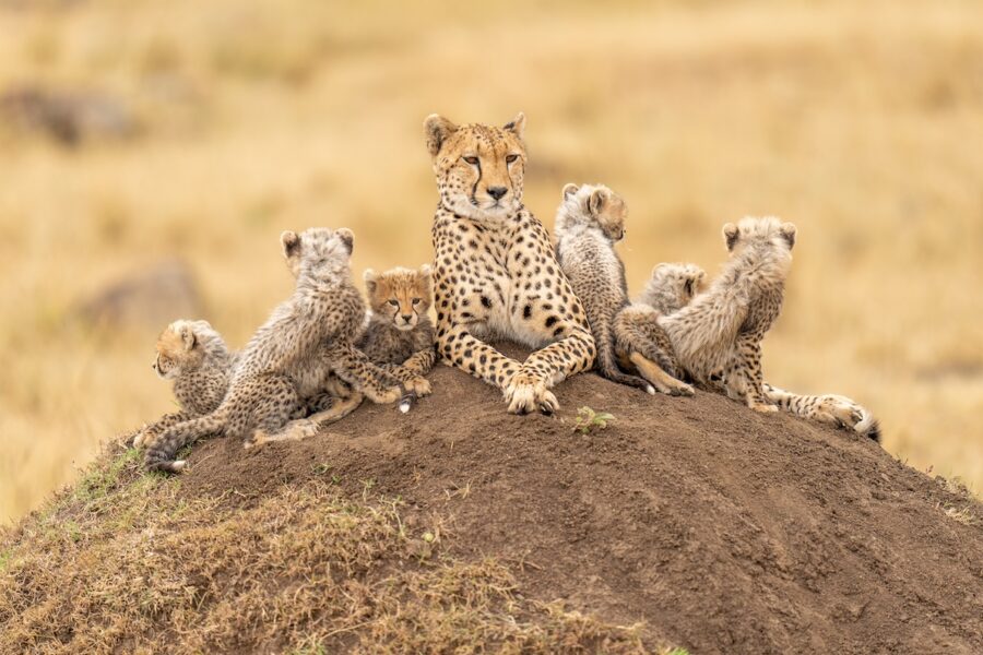 cheetahs in Lemek Conservancy