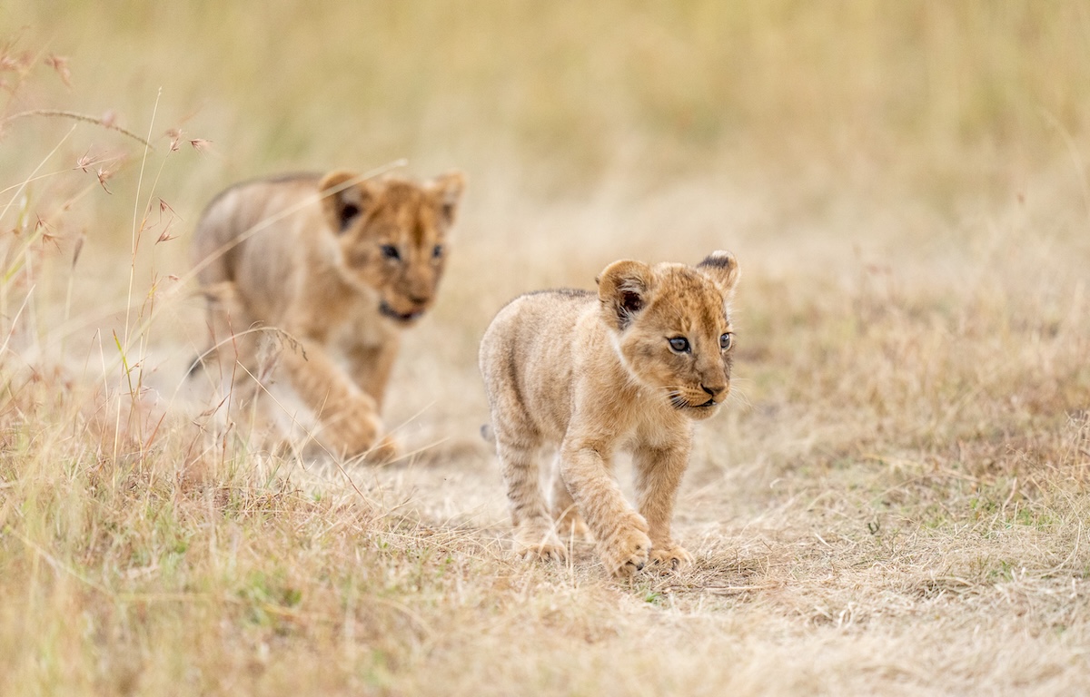 lion cubs on safari in Lemek Maasai Mara