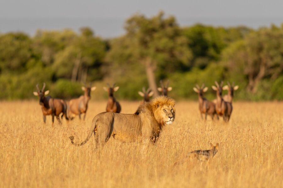 Maasai Mara lion