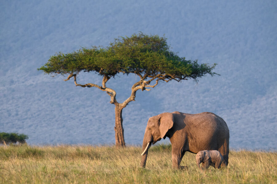 Elephants in the Maasai Mara