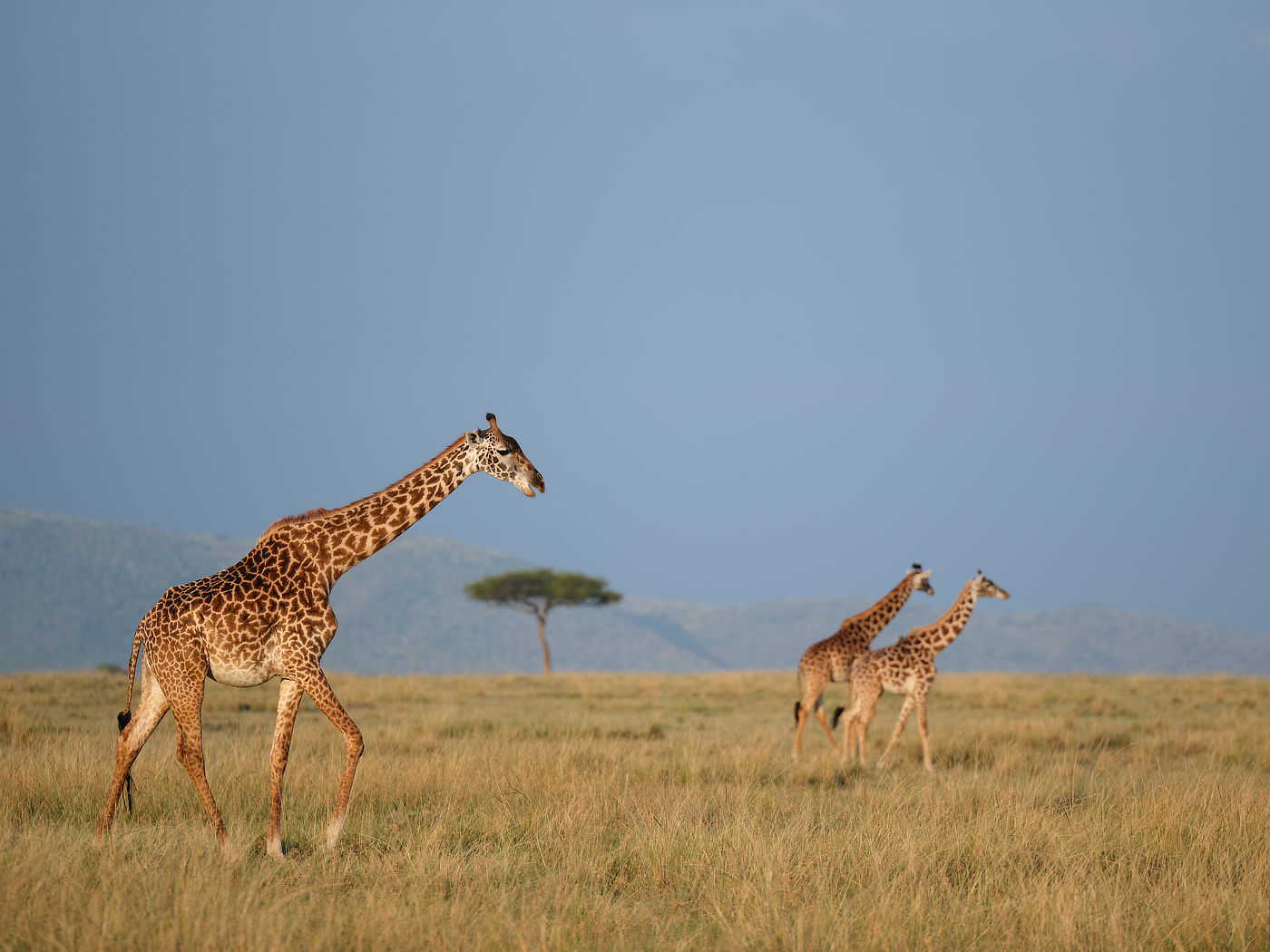 giraffes in Maasai Mara, Lemek