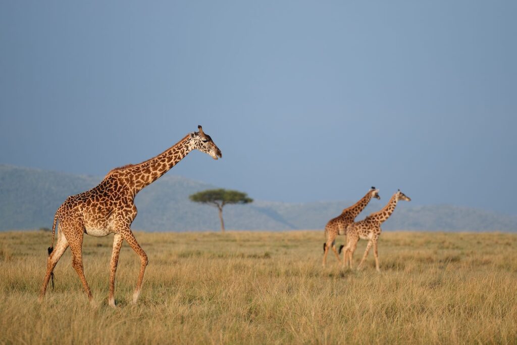 giraffes by Alan giraffes in Maasai Mara