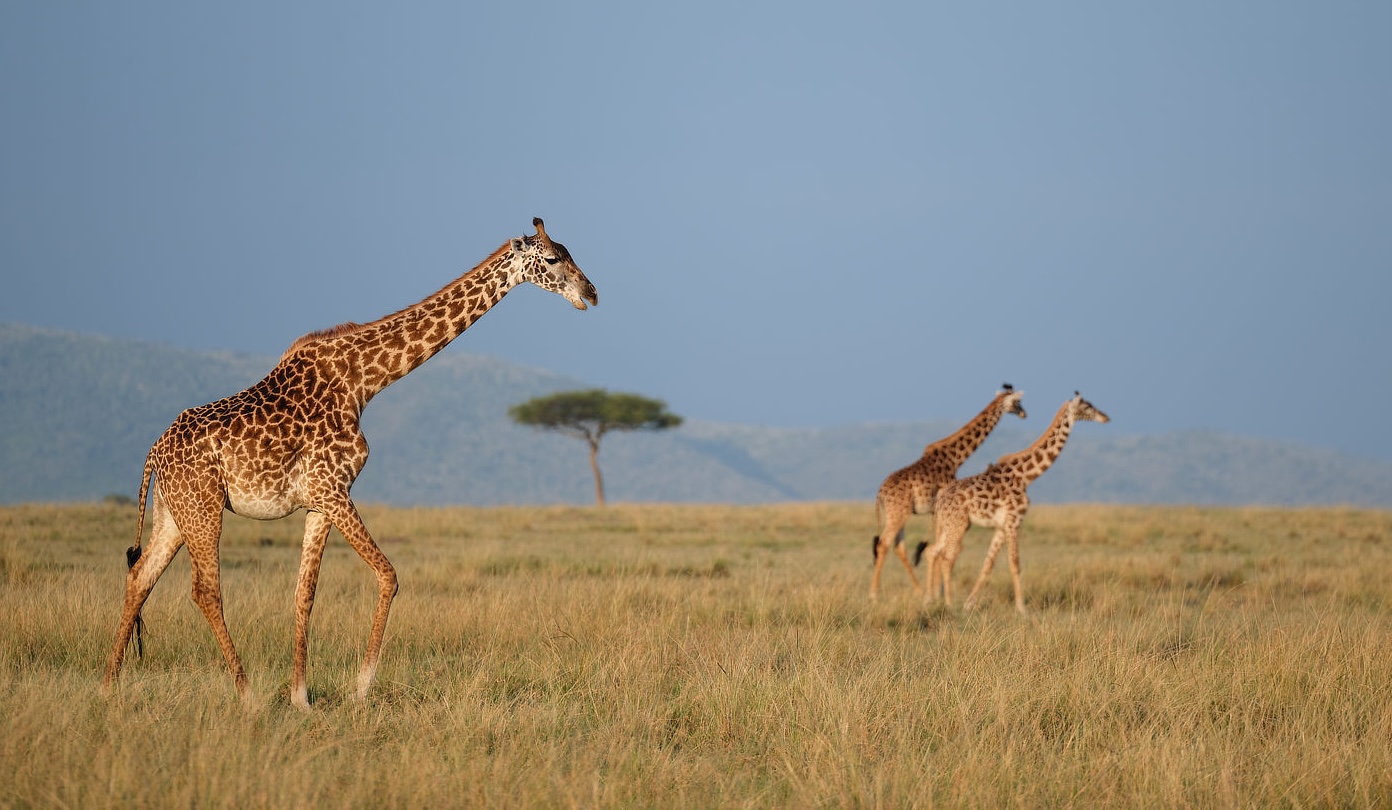 The Maasai Mara: An Iconic Safari Destination