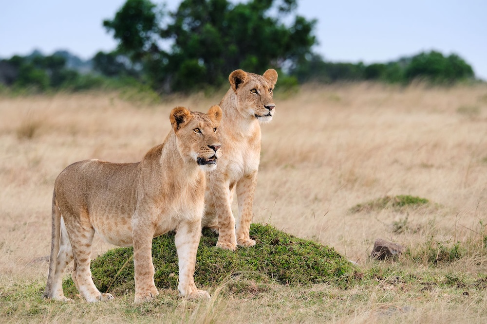 lions Alan lionesses in Lemek, Kenya