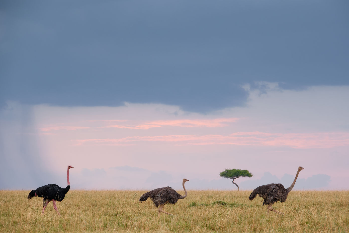 ostriches in Lemek Maasai Mara