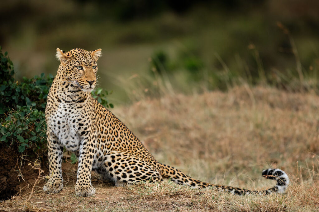 leopard safari in Lemek Maasai Mara