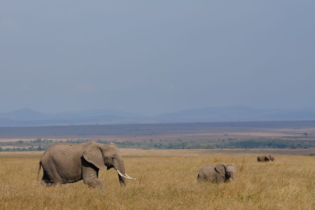 elephants elephants in Lemek Conservancy