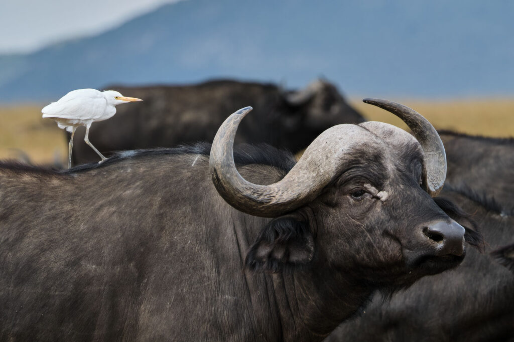 buffalo by Alan buffalo in Maasai Mara