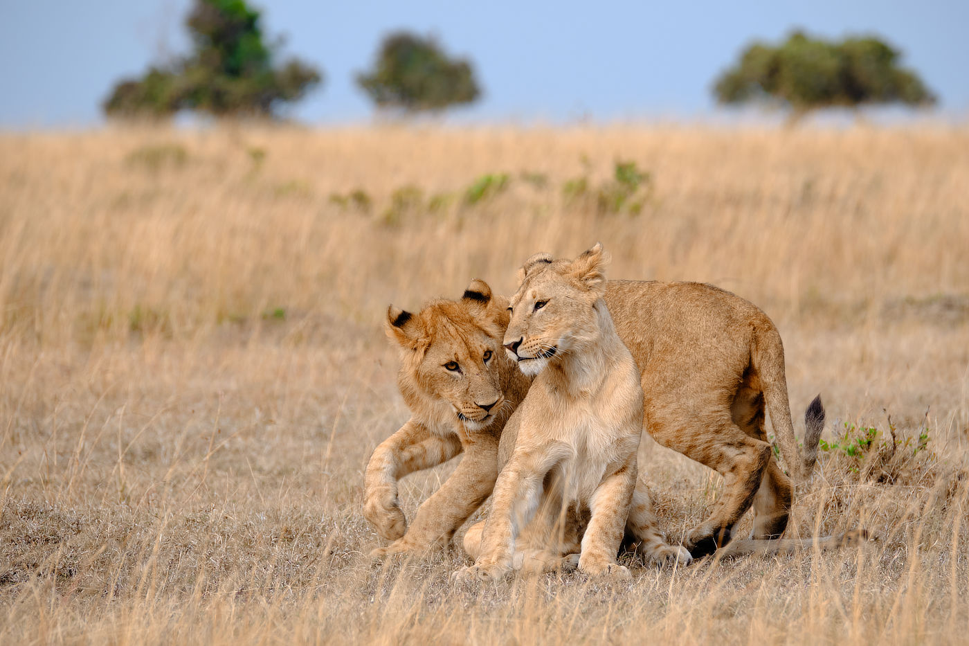 lions in Lemek, Maasai Mara