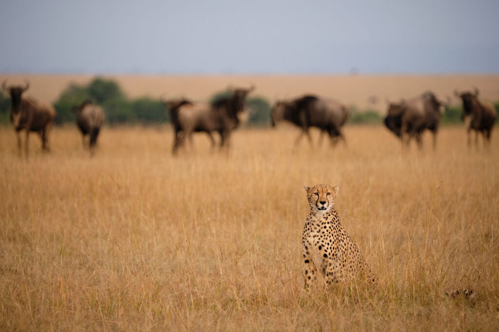 cheetah Alan cheetah in Lemek Conservancy Maasai Mara