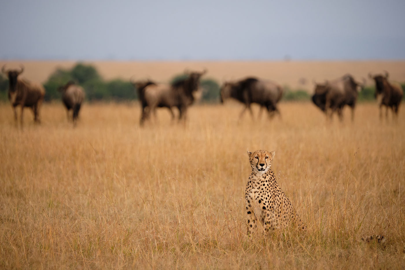 cheetah in Lemek Conservancy Maasai Mara