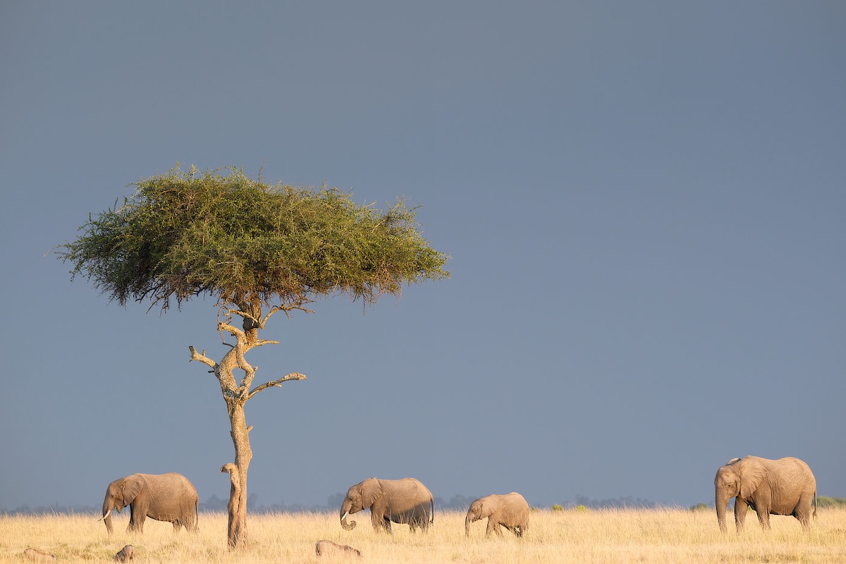 elephants in Lemek Conservancy