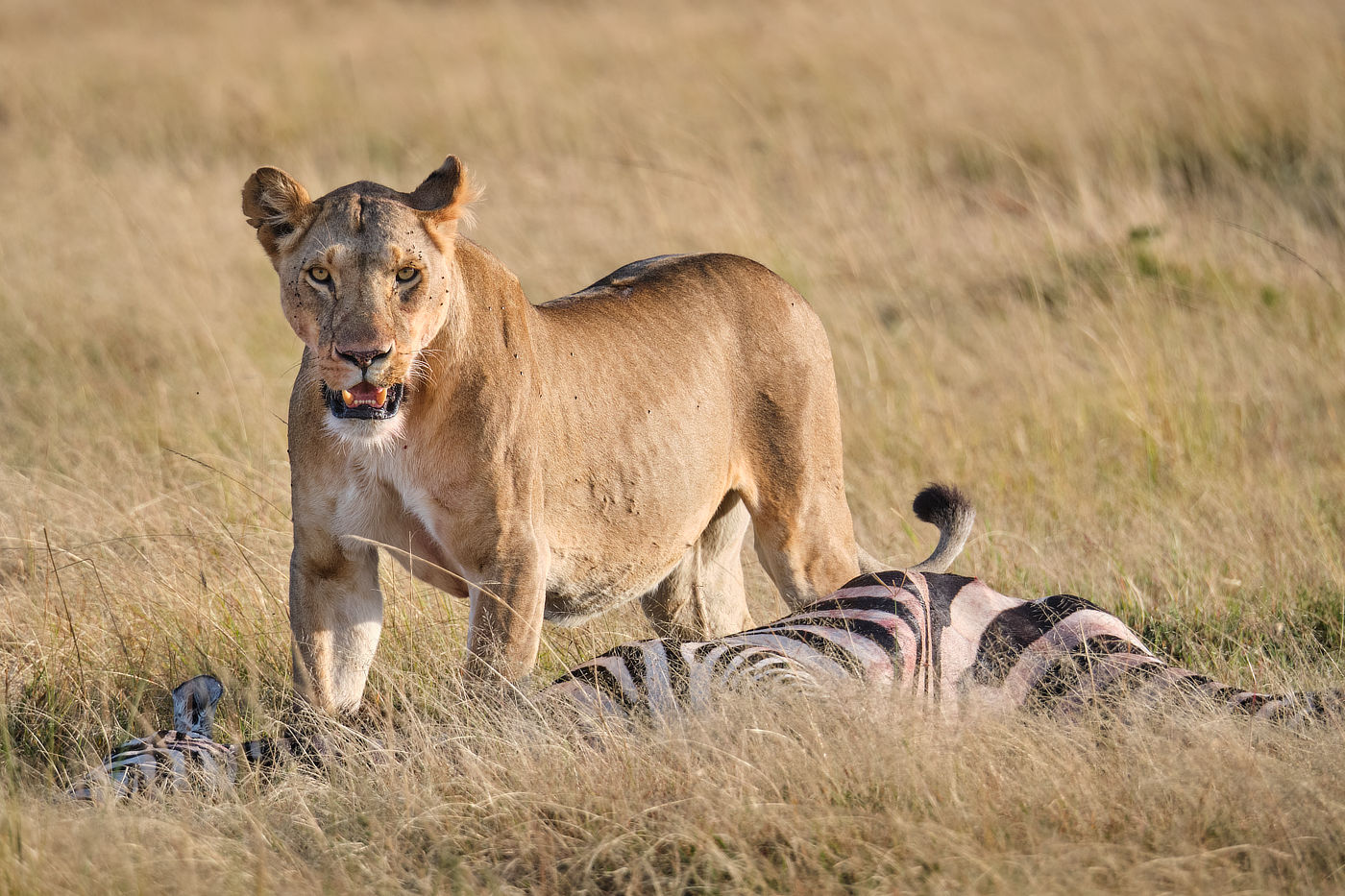 lion with zebra kill in Maasai Mara