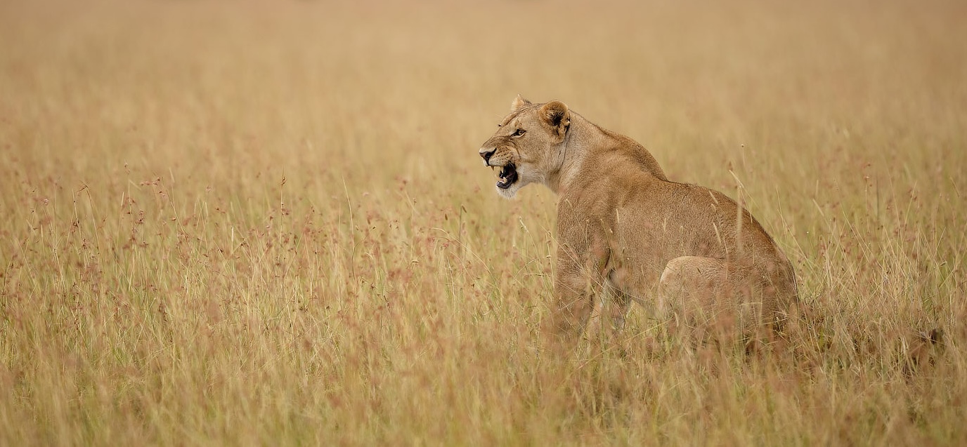 A Guide to Lemek Conservancy