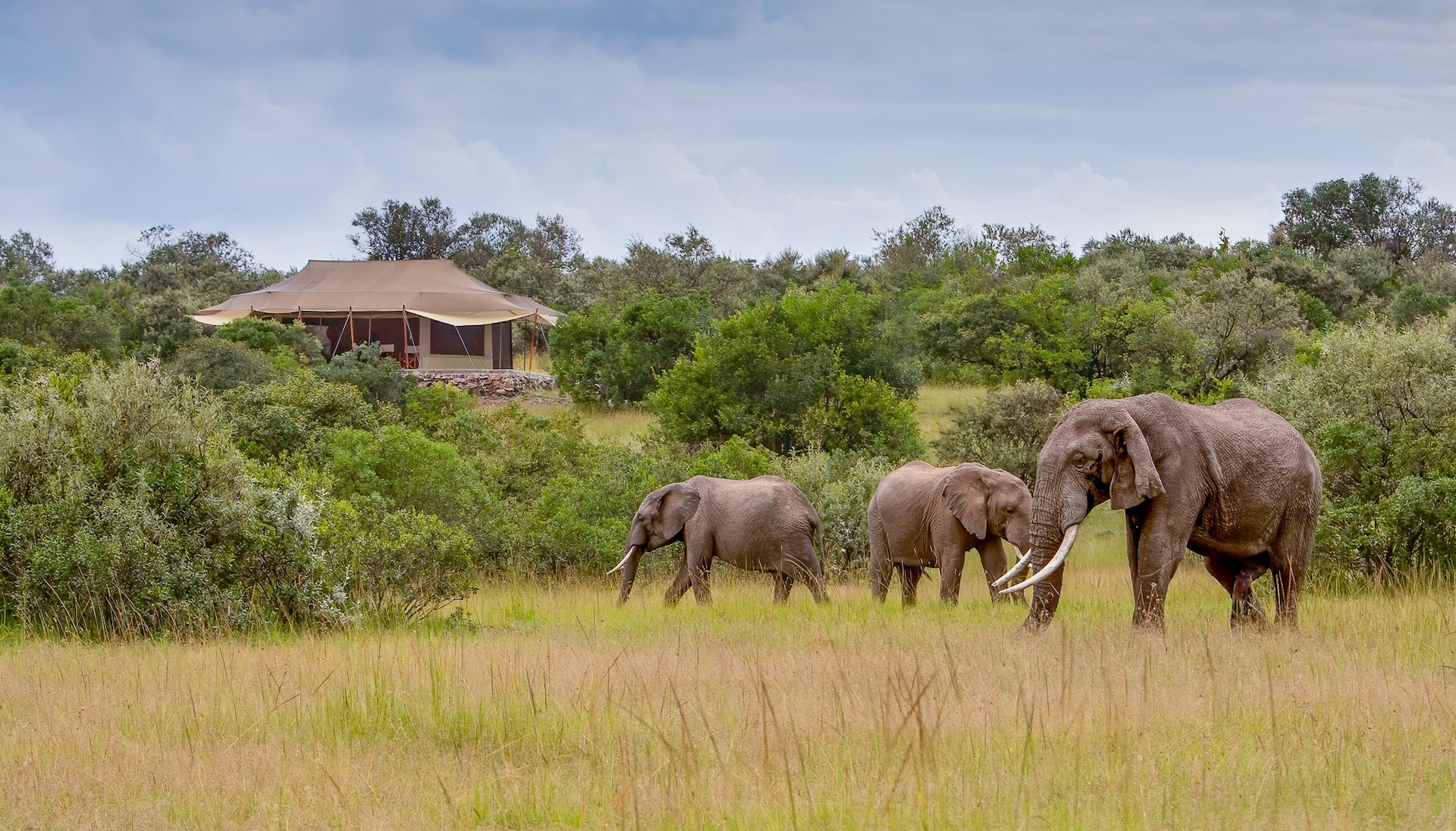 Guest Spotlight: Martin van Herwaarden