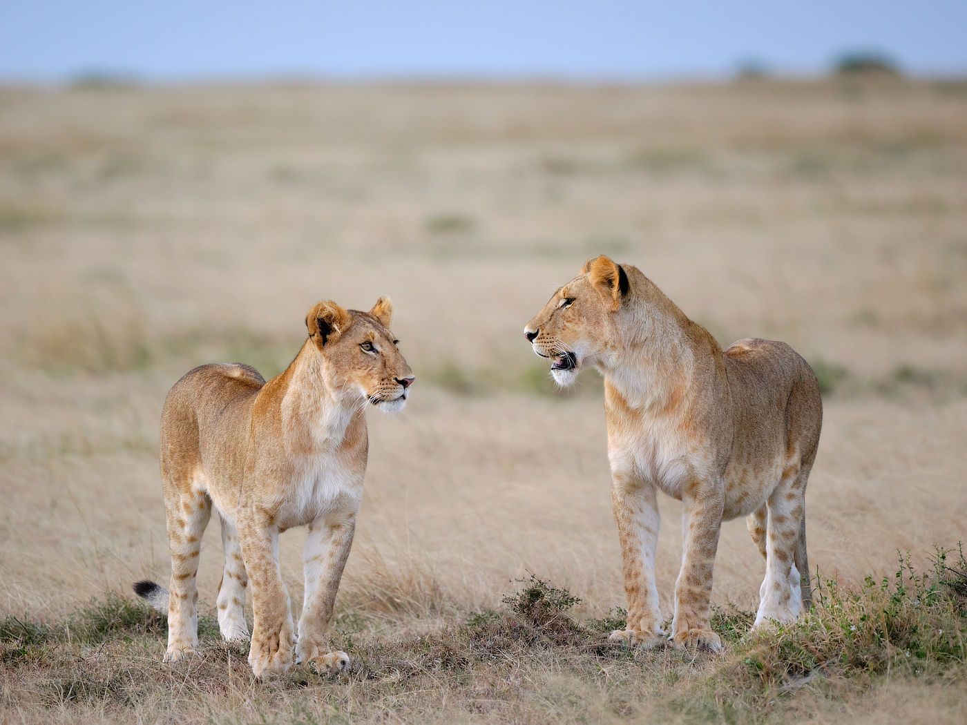 lions in Lemek Conservancy