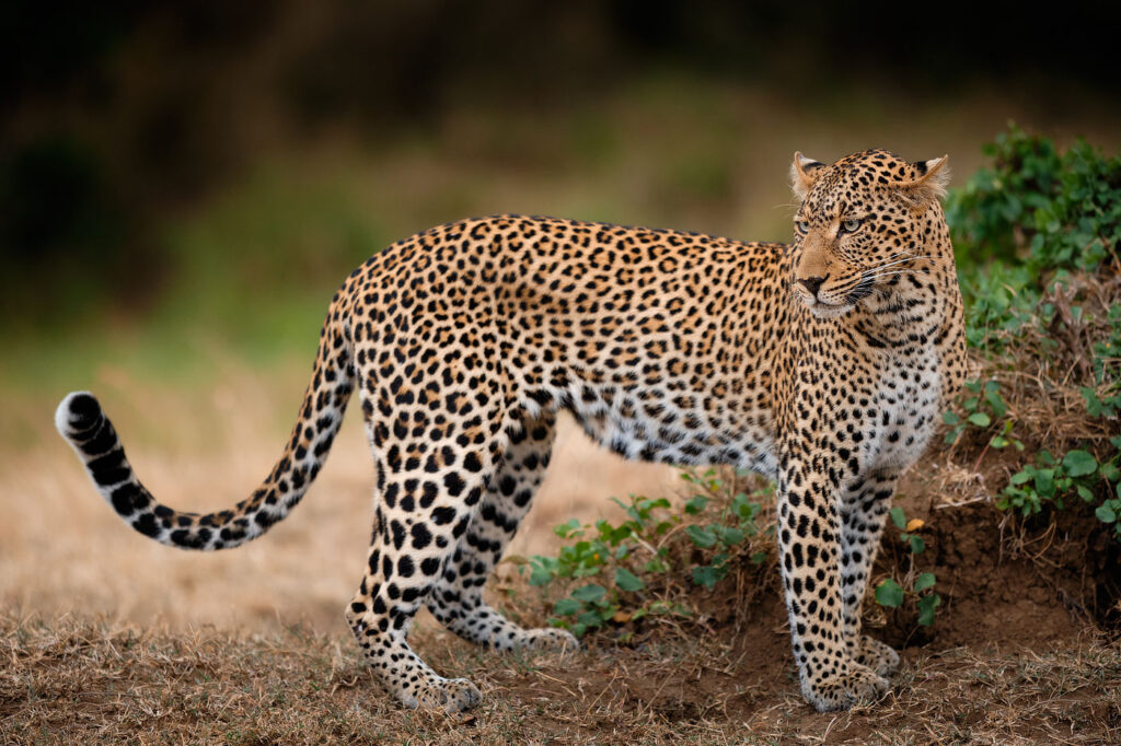 leopard Alan leopard in the Maasai Mara