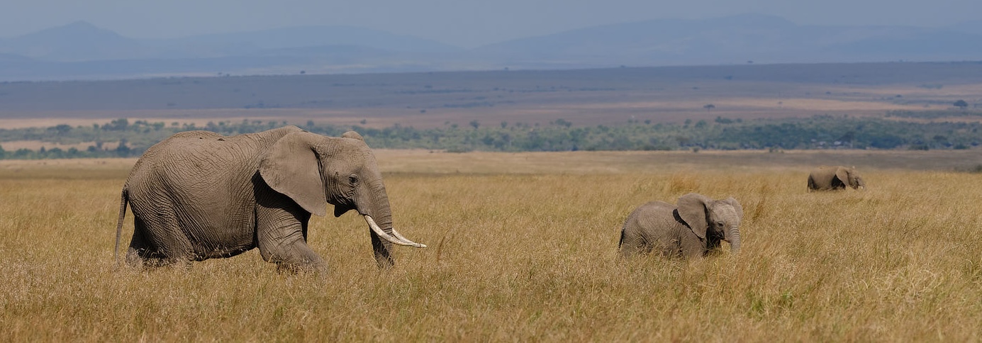 Can You Visit the Maasai Mara on a Budget?