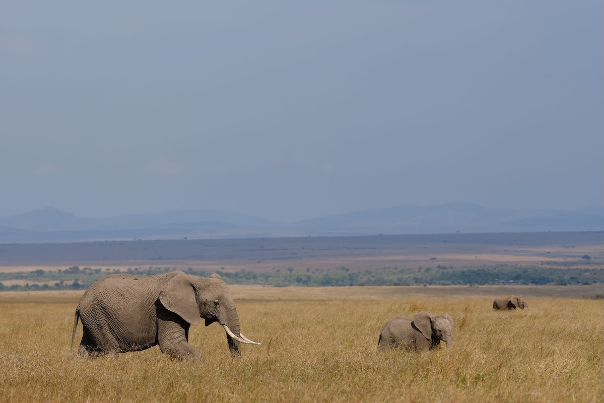 elephants in Maasai Mara