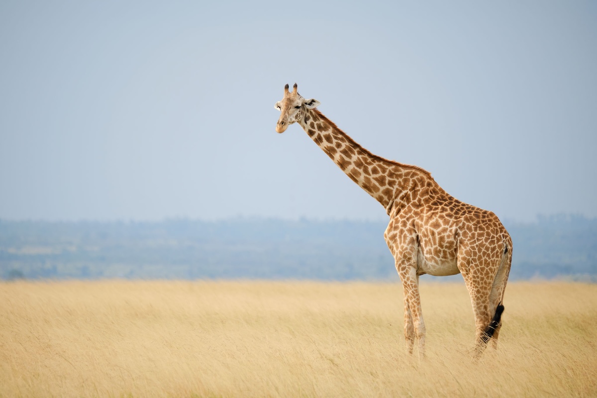 giraffe in the maasai mara
