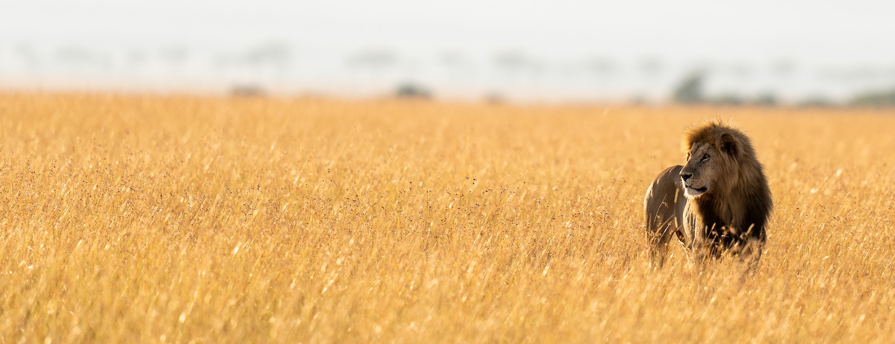 How to Avoid Crowds in the Maasai Mara