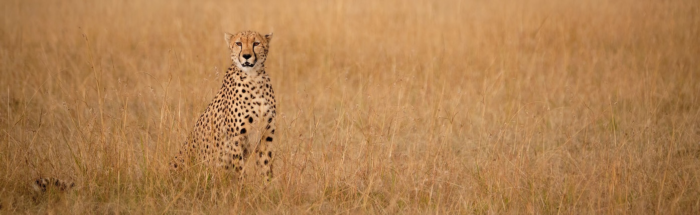 Why Lemek Conservancy Is a Big Cat Hotspot