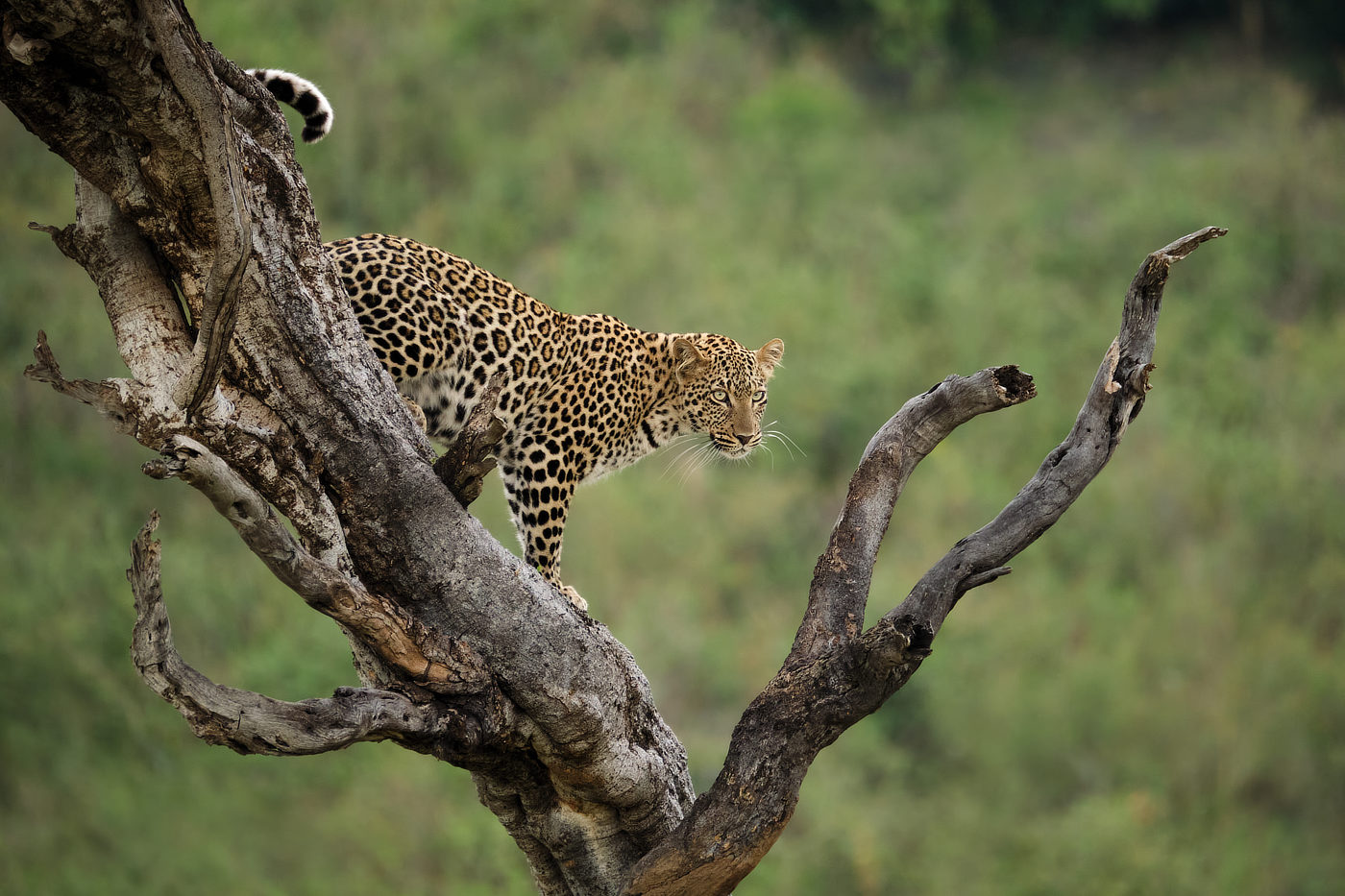 leopard in Lemek Conservancy