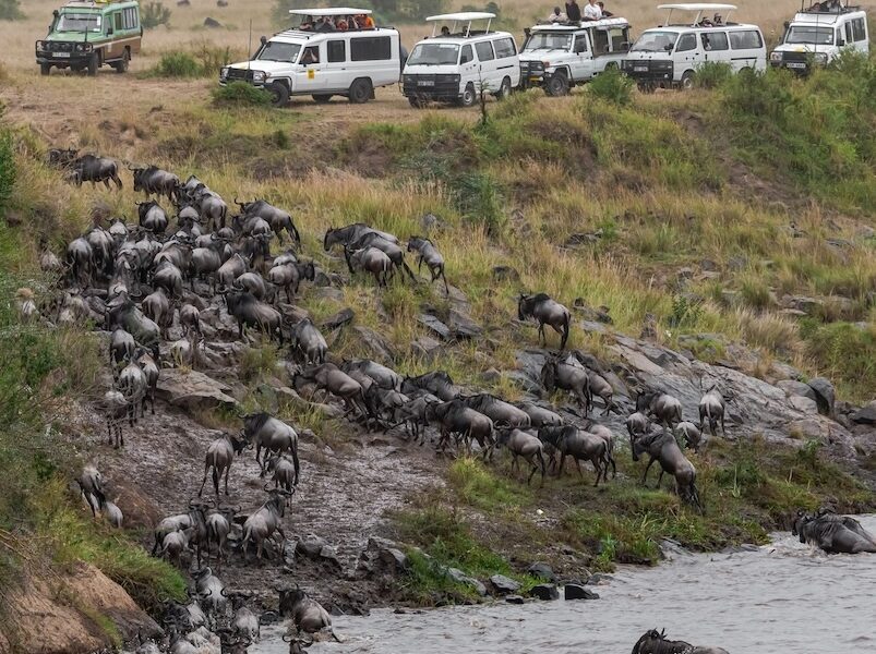 overcrowding during the Great Migration in the Maasai Mara