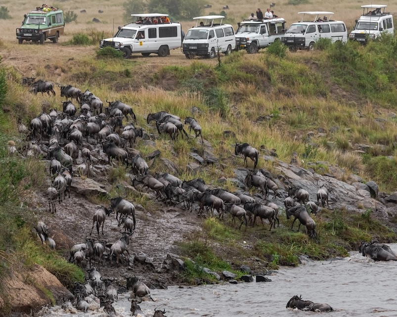 overcrowding during the Great Migration in the Maasai Mara
