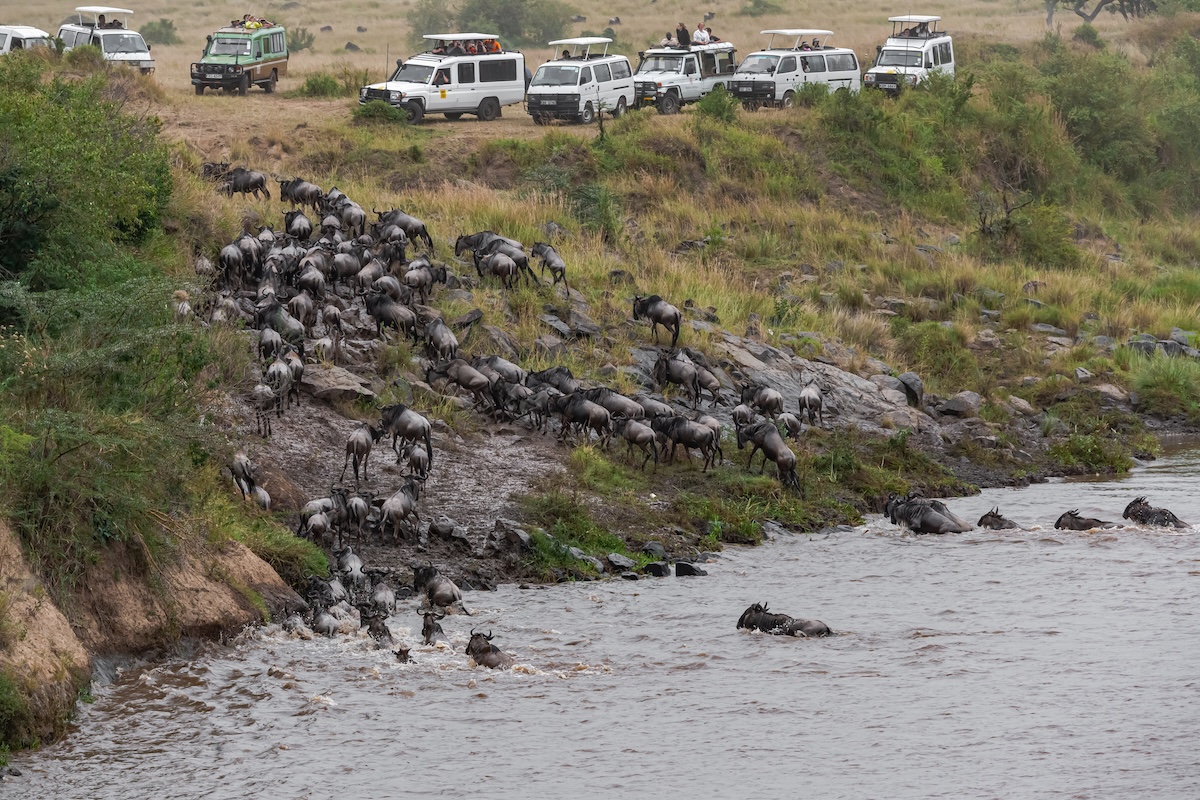 overcrowding during the Great Migration in the Maasai Mara