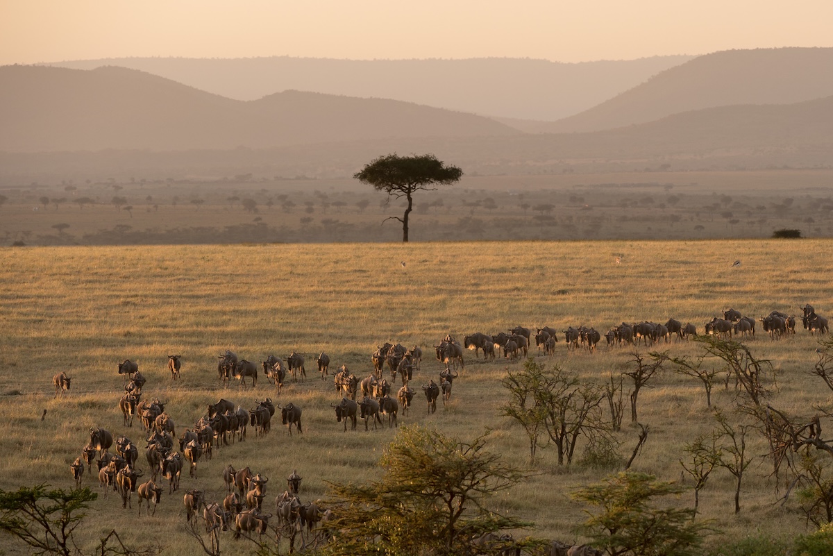 Great Migration in Lemek Conservancy