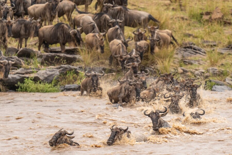 Wildebeest crossing the river Mara during the Great Migration in Kenya's Maasai Mara