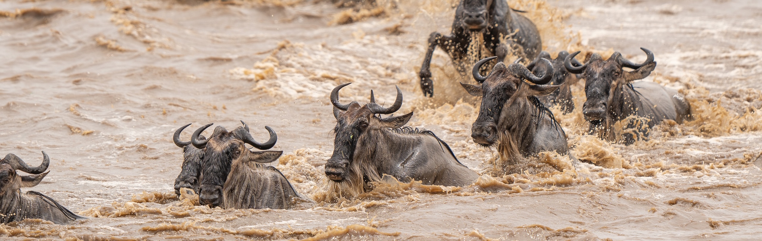 The Great Migration in the Maasai Mara: A Complete Guide