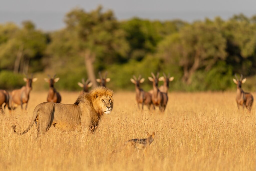 20190905-_A735746-Male-lion-in-front-of-topi-antelope-Masai-Mara-Kenya-Sony-ILCE-7M3-FE-400mm-F2.8-GM-OSS-lens-@-400-mm-1-1000-sec-at-f-2.8-ISO-125-7-10-EV-ev-KaleelZibe.com_ copy 2 lion and jackal in Lemek Conservancy, Maasai Mara