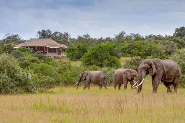 Mattikoko Safari Camp in Lemek Conservancy, Maasai Mara, with elephants roaming in front of it