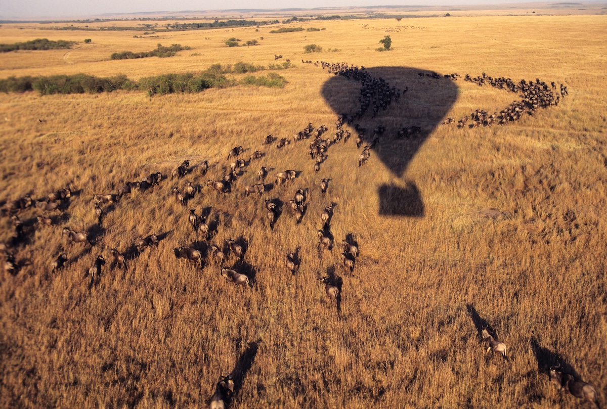 view of herd of wildebeest from a hot air balloon over the Maasai Mara