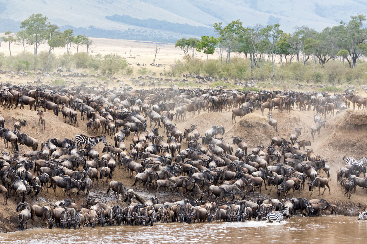 river crossing during Great Migration in the Maasai Mara