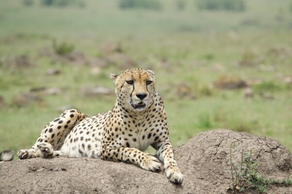 cheetah in the Maasai Mara