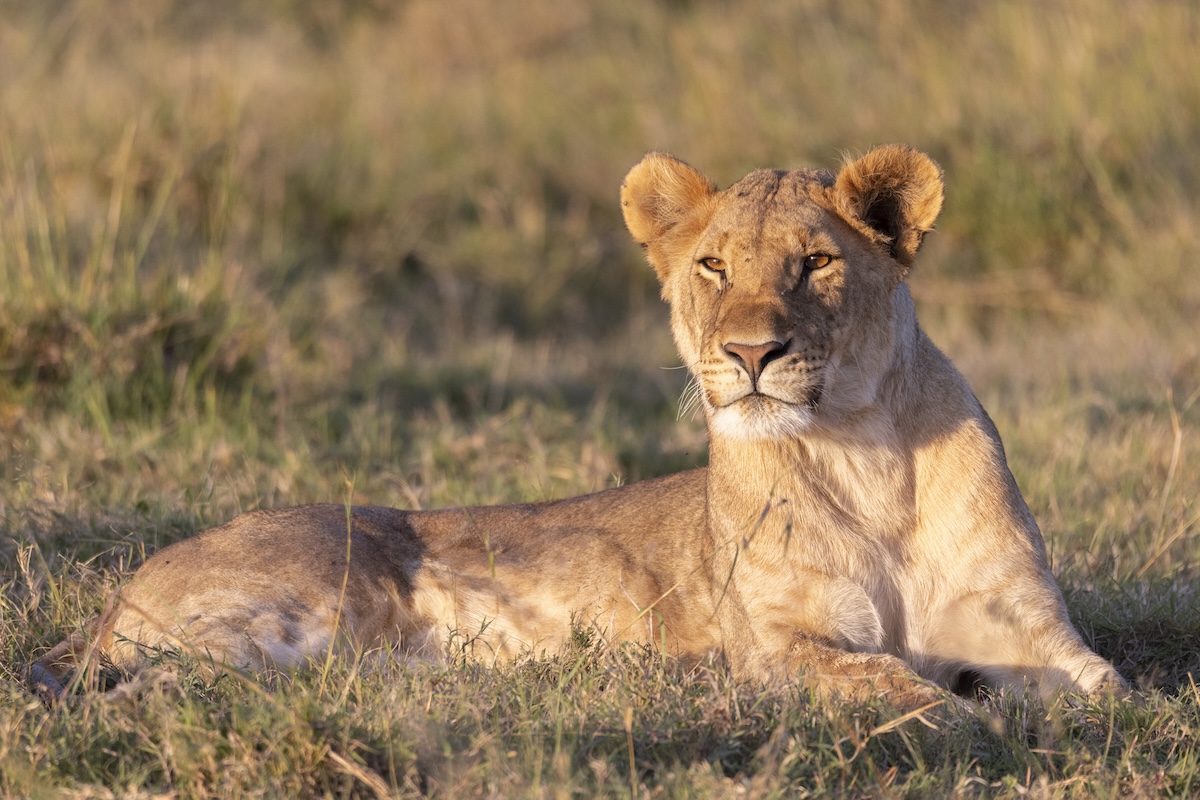 lion during game drive in Lemek Conservancy, Maasai Mara