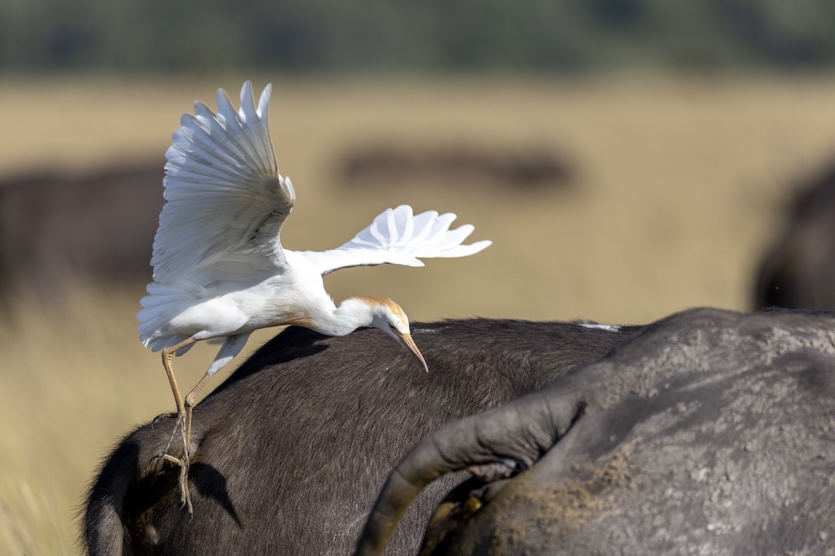 Cattle egret on top of a buffalo in Lemek Conservancy, Maasai Mara
